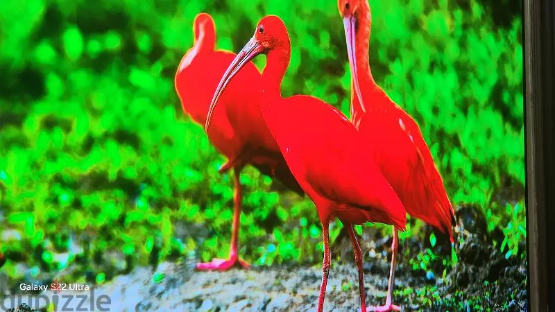 شاشه lg oled cs3 55 inch للبيع