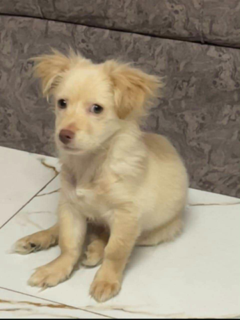 كلب لولو جريفون الماني عمر 4 اشهرللبيع