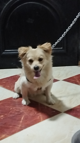 كلب ذكر جريفون عمر سنة للبيع