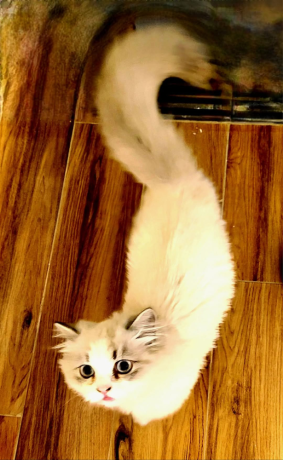 قط ذكر للبيع