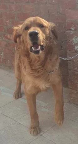 كلبة جولدن عمر سنتان للبيع