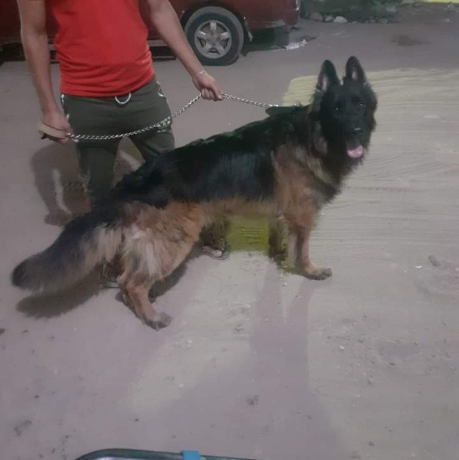 ذكر جيرمن شيبرد لونج هير شو لاين