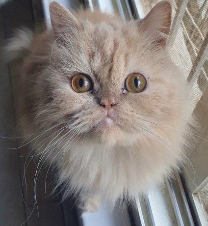 قط شيرازي للتبني عمر ٤ سنوات