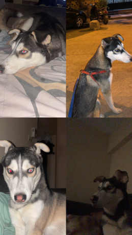 كلاب هاسكي عمر سنه للبيع