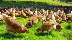 مطلوب شخص لتربية دواجن شرط يكون أمين لا يهم الخبره