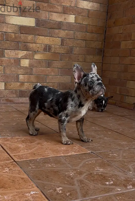 French Bulldog Puppies - جراوي فرينش بولدوج