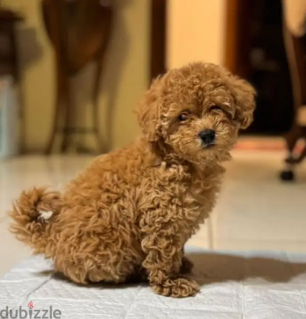 Toy poodle puppies From Ukraine Parents