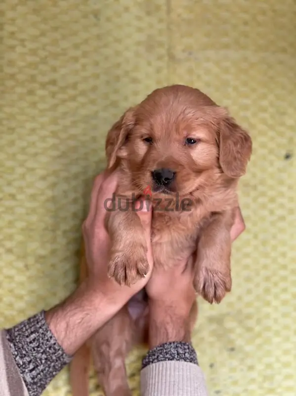 golden retriever vaccinated available delivery
