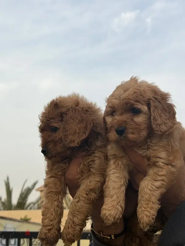 Cocapoo poodle بودل