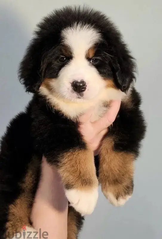 Bernese Mountain Dog Girls from Russia