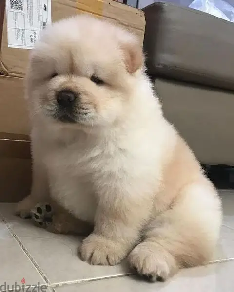 تشاو شاو مواصفات عالمية بيور اتشاو Chow chow premium quality