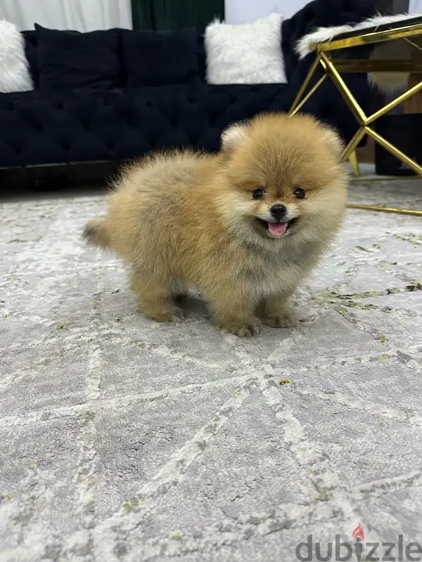 Pomeranian puppy جرو بوميرينيان
