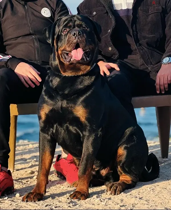 ( Simba ) For mating Rottweiler تزاوج فقط بمقابل مادي كلب روت وايلر