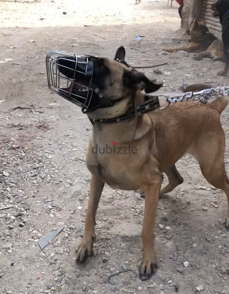 مالينو -malino