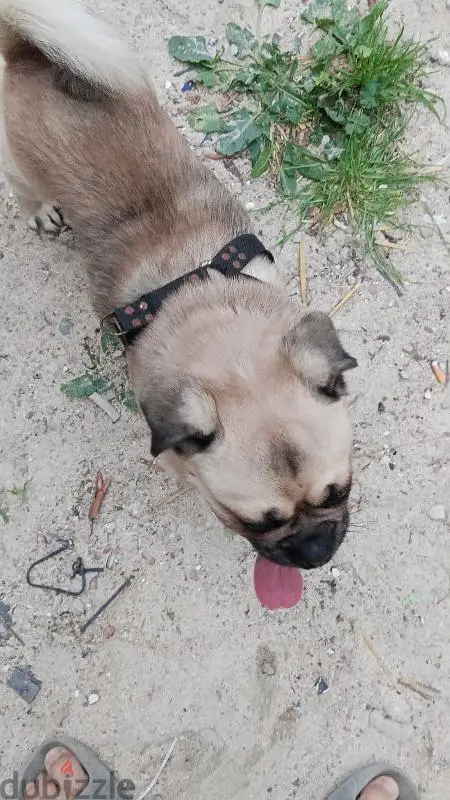 كلب بج سنتين ثلاث شهور