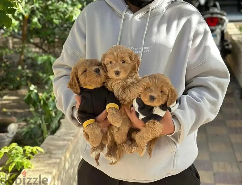 maltipo puppies جرو مالتيبو