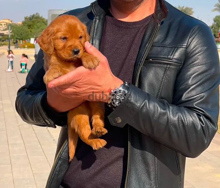 Golden Retriever puppies