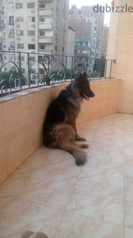 كلب جيرمن شيبرد للبيع لدواعي السفر